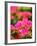 Pink Flowers-Anna Miller-Framed Photographic Print