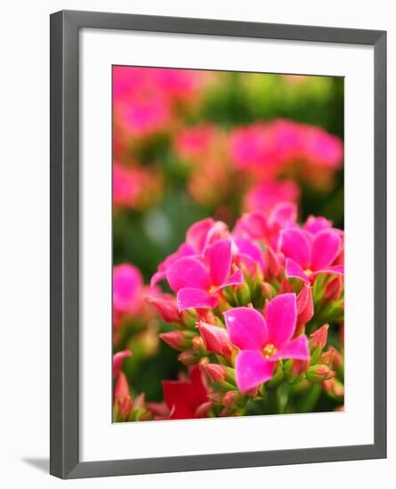 Pink Flowers-Anna Miller-Framed Photographic Print