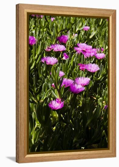 Pink flowers-Adriano Bacchella-Framed Stretched Canvas