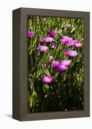 Pink flowers-Adriano Bacchella-Framed Stretched Canvas