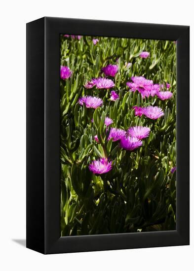 Pink flowers-Adriano Bacchella-Framed Stretched Canvas