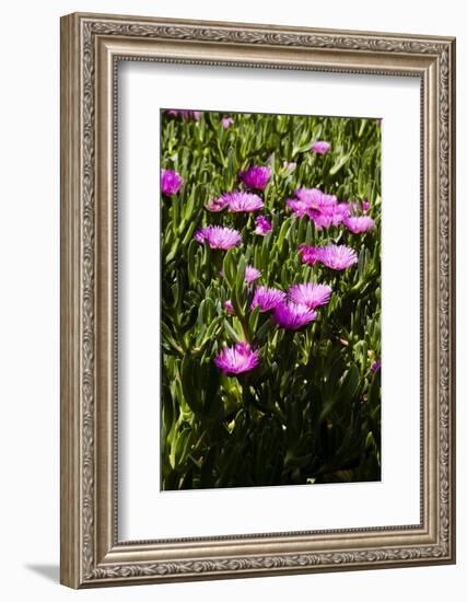 Pink flowers-Adriano Bacchella-Framed Photo