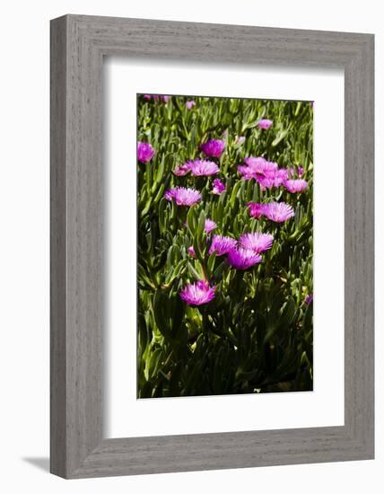 Pink flowers-Adriano Bacchella-Framed Photo