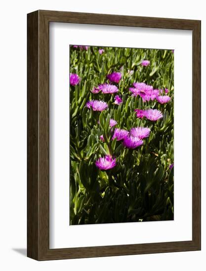 Pink flowers-Adriano Bacchella-Framed Photo