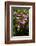 Pink flowers-Adriano Bacchella-Framed Photo