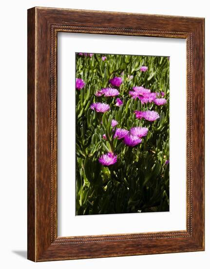 Pink flowers-Adriano Bacchella-Framed Photo