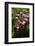 Pink flowers-Adriano Bacchella-Framed Photo