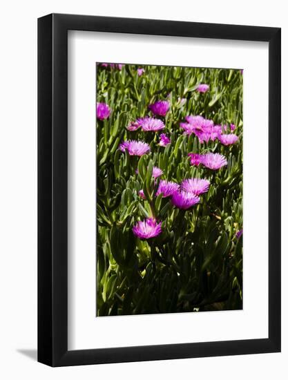 Pink flowers-Adriano Bacchella-Framed Photo