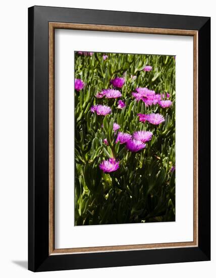 Pink flowers-Adriano Bacchella-Framed Photo