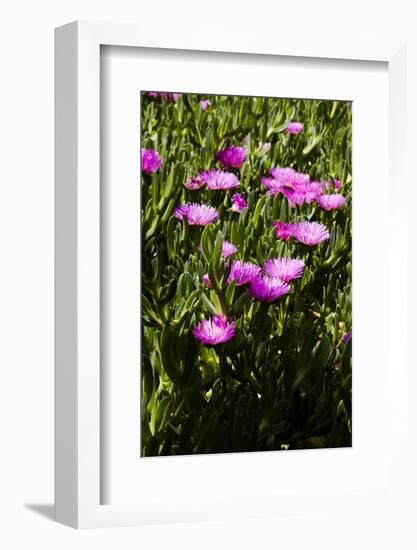 Pink flowers-Adriano Bacchella-Framed Photo