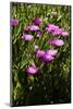 Pink flowers-Adriano Bacchella-Mounted Photo