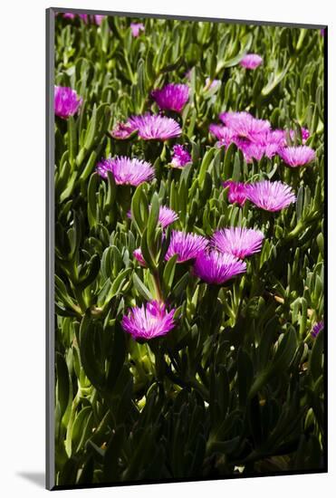 Pink flowers-Adriano Bacchella-Mounted Photo