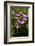 Pink flowers-Adriano Bacchella-Framed Photo