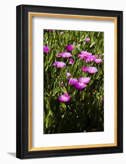 Pink flowers-Adriano Bacchella-Framed Photo