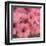 Pink Flowers-Dan Meneely-Framed Art Print