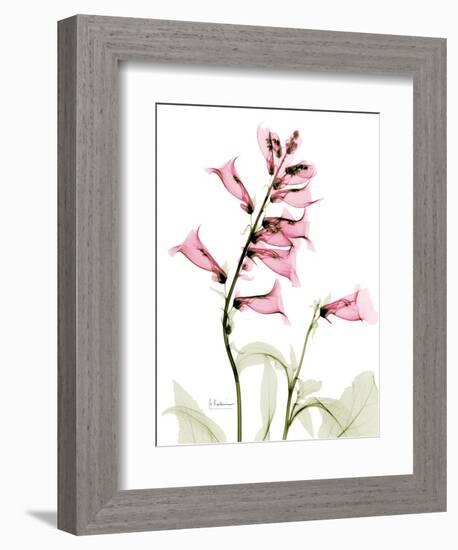 Pink Foxglove Portrait-Albert Koetsier-Framed Art Print