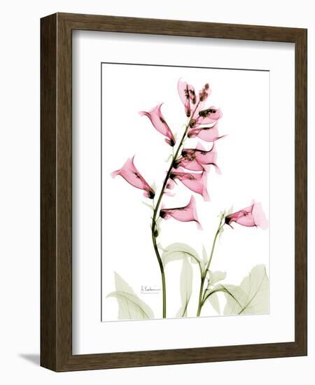 Pink Foxglove Portrait-Albert Koetsier-Framed Art Print