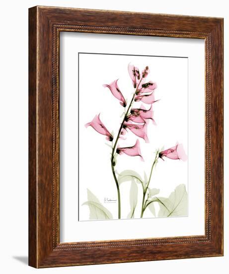 Pink Foxglove Portrait-Albert Koetsier-Framed Art Print