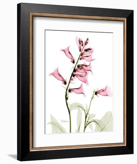 Pink Foxglove Portrait-Albert Koetsier-Framed Art Print