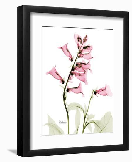 Pink Foxglove Portrait-Albert Koetsier-Framed Art Print