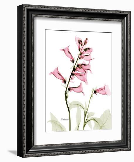 Pink Foxglove Portrait-Albert Koetsier-Framed Art Print