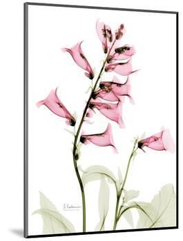 Pink Foxglove Portrait-Albert Koetsier-Mounted Premium Giclee Print