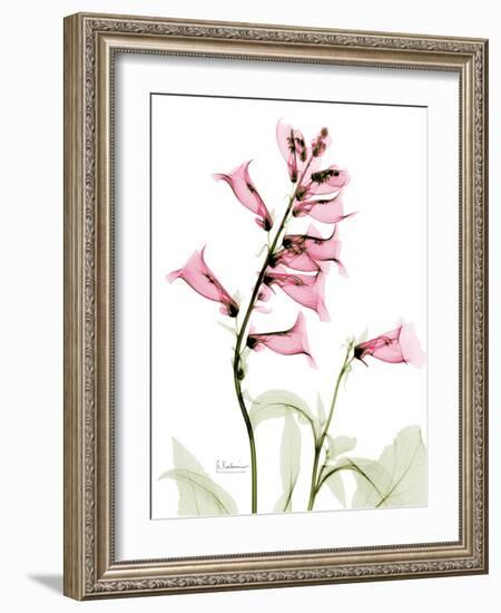 Pink Foxglove Portrait-Albert Koetsier-Framed Premium Giclee Print