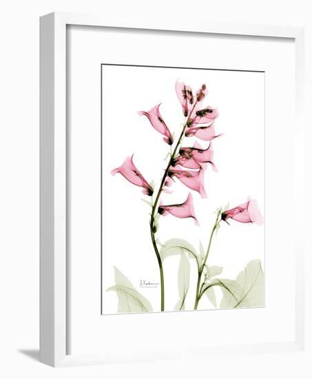 Pink Foxglove Portrait-Albert Koetsier-Framed Premium Giclee Print