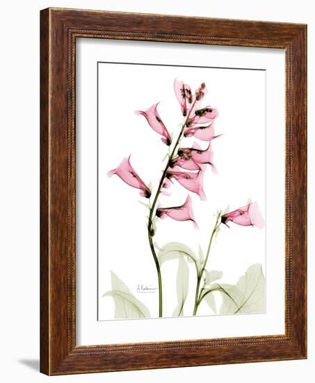 Pink Foxglove Portrait-Albert Koetsier-Framed Premium Giclee Print