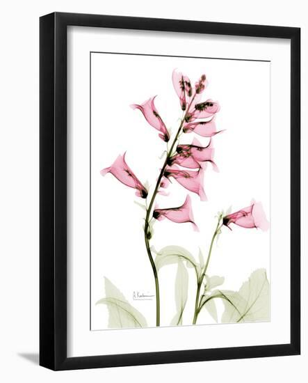 Pink Foxglove Portrait-Albert Koetsier-Framed Premium Giclee Print