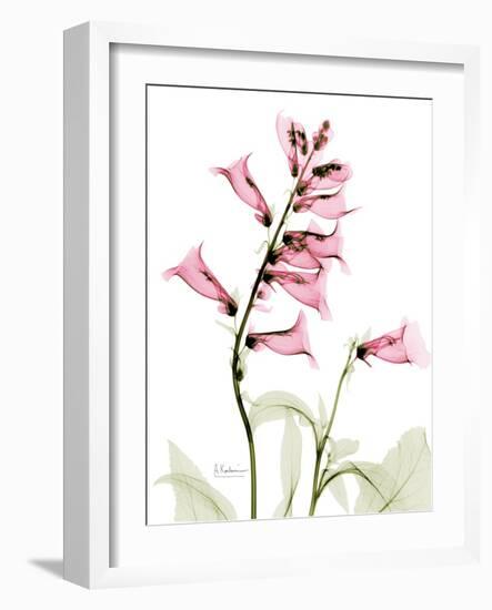 Pink Foxglove Portrait-Albert Koetsier-Framed Premium Giclee Print