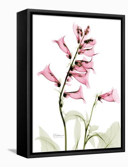 Pink Foxglove Portrait-Albert Koetsier-Framed Stretched Canvas