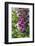 Pink Foxglove-Lisa S. Engelbrecht-Framed Photographic Print