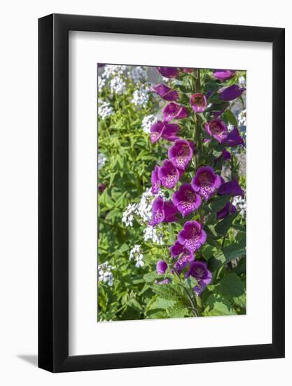 Pink Foxglove-Lisa S. Engelbrecht-Framed Photographic Print