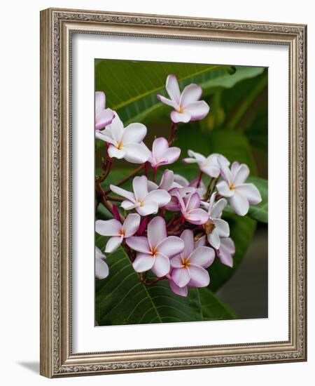 Pink frangipani in bloom-Bob Krist-Framed Photographic Print