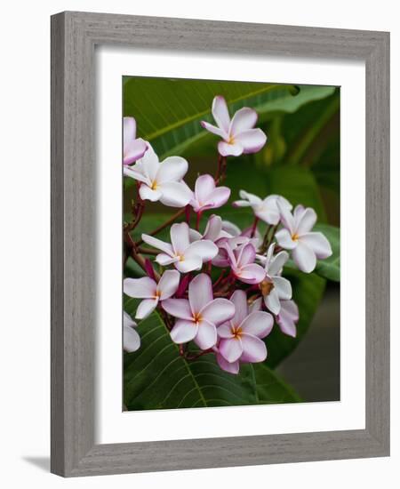 Pink frangipani in bloom-Bob Krist-Framed Photographic Print