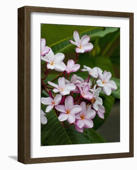 Pink frangipani in bloom-Bob Krist-Framed Photographic Print