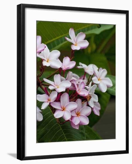 Pink frangipani in bloom-Bob Krist-Framed Photographic Print