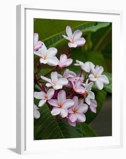 Pink frangipani in bloom-Bob Krist-Framed Photographic Print