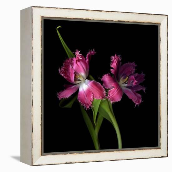 Pink Frazzle-Magda Indigo-Framed Premier Image Canvas