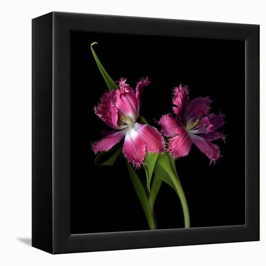 Pink Frazzle-Magda Indigo-Framed Premier Image Canvas