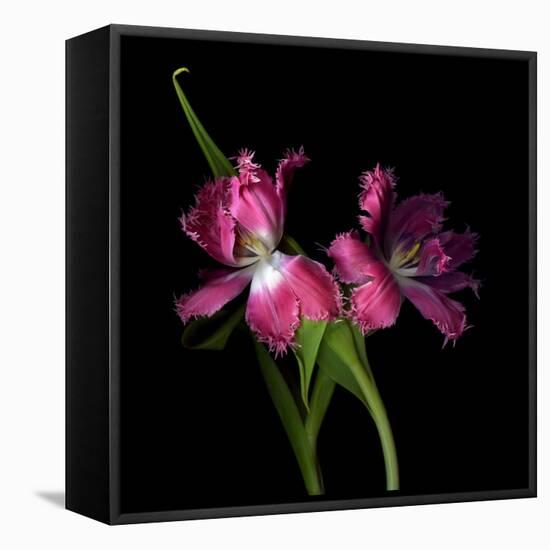 Pink Frazzle-Magda Indigo-Framed Premier Image Canvas