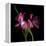 Pink Frazzle-Magda Indigo-Framed Premier Image Canvas