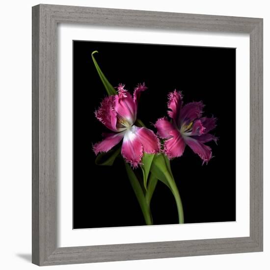 Pink Frazzle-Magda Indigo-Framed Photographic Print