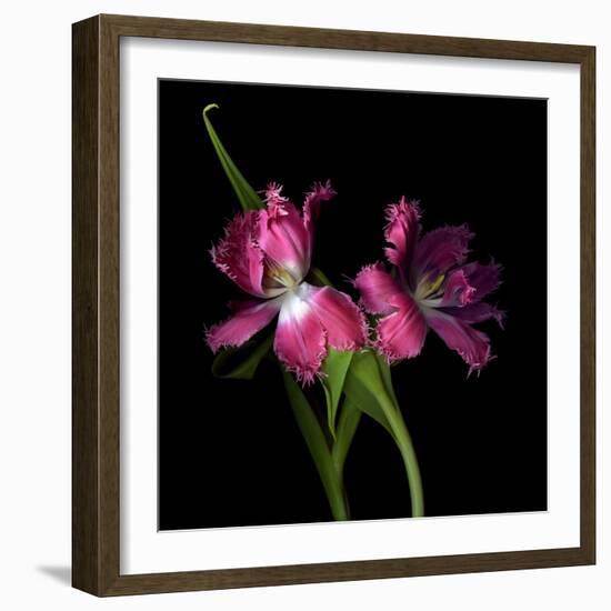 Pink Frazzle-Magda Indigo-Framed Photographic Print