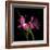 Pink Frazzle-Magda Indigo-Framed Photographic Print