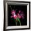 Pink Frazzle-Magda Indigo-Framed Photographic Print