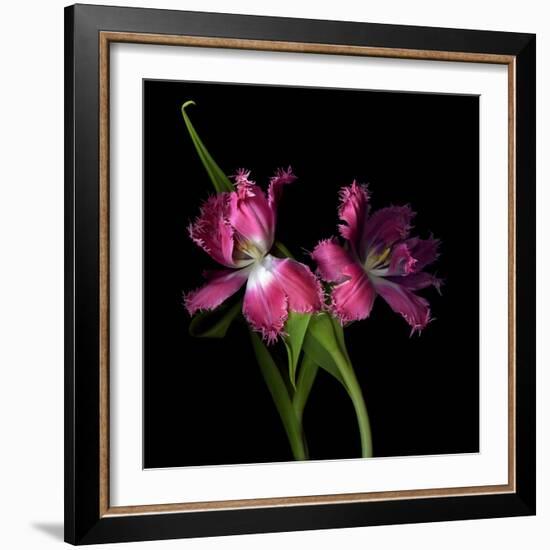 Pink Frazzle-Magda Indigo-Framed Photographic Print