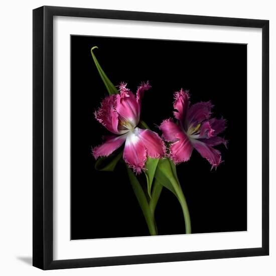 Pink Frazzle-Magda Indigo-Framed Photographic Print