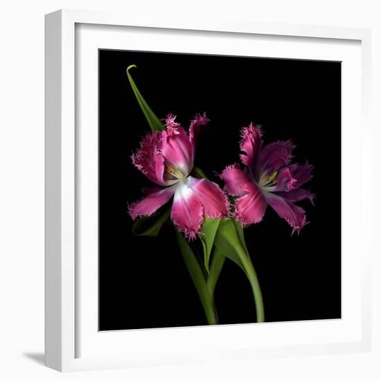 Pink Frazzle-Magda Indigo-Framed Photographic Print